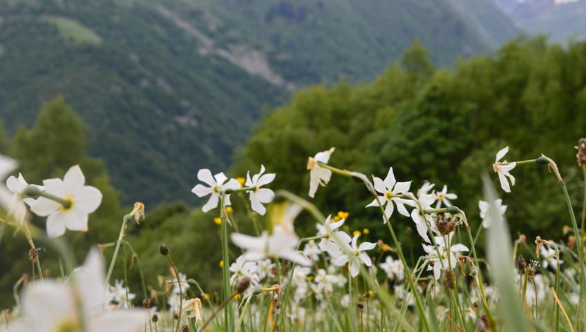 WANDERUNGEN FÜR ALLE IN DEN TÄLERN DES MONREGALESE